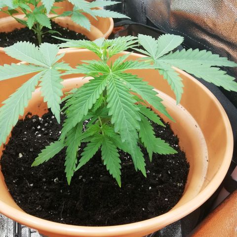 ANQ 1 growlog timeline photo