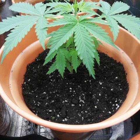ANQ 1 growlog timeline photo