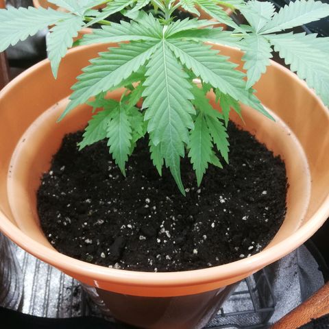 ANQ 1 growlog timeline photo