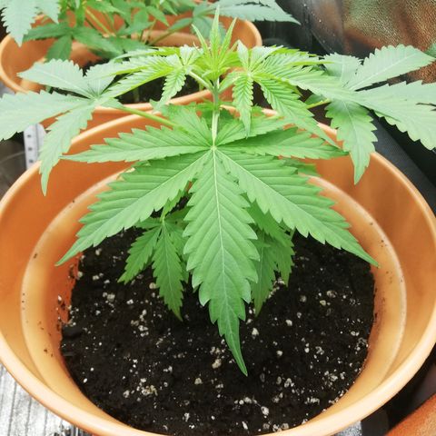 ANQ 1 growlog timeline photo