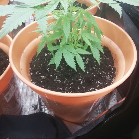 ANQ 1 growlog timeline photo
