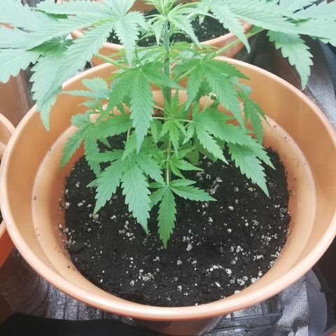ANQ 1 growlog timeline photo