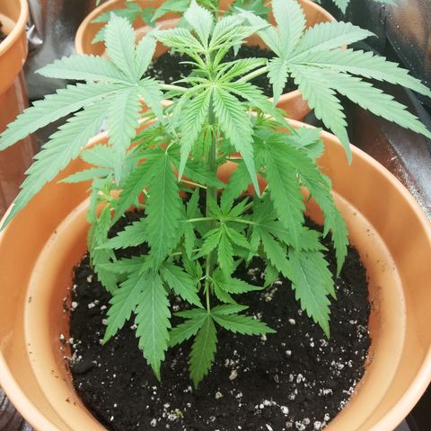 ANQ 1 growlog timeline photo