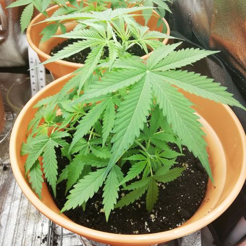 ANQ 1 growlog timeline photo