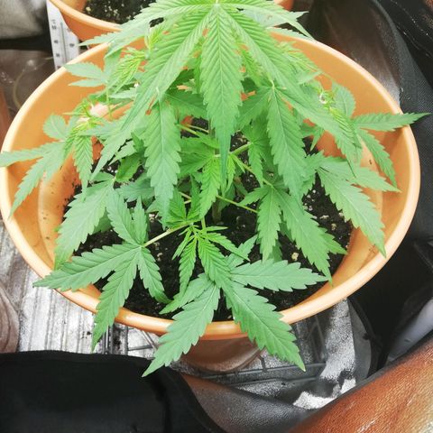 ANQ 1 growlog timeline photo