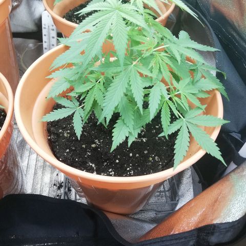 ANQ 1 growlog timeline photo
