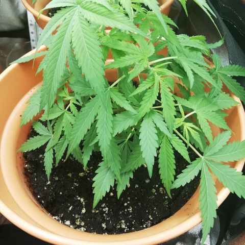 ANQ 1 growlog timeline photo
