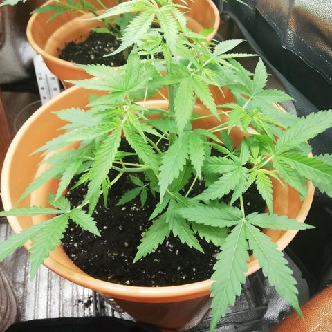 ANQ 1 growlog timeline photo