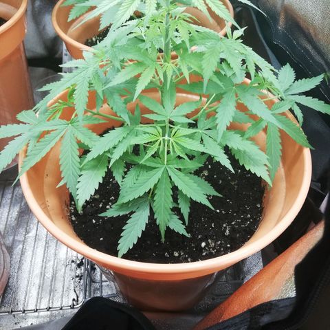 ANQ 1 growlog timeline photo