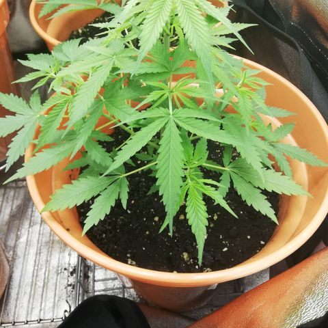 ANQ 1 growlog timeline photo