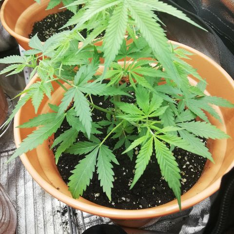 ANQ 1 growlog timeline photo