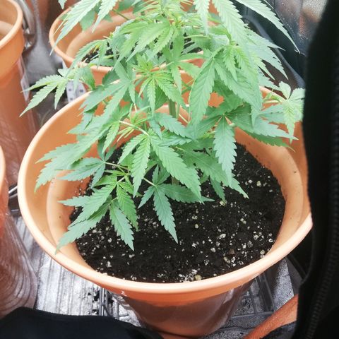 ANQ 1 growlog timeline photo