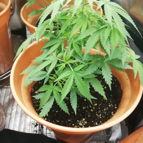 ANQ 1 growlog timeline photo