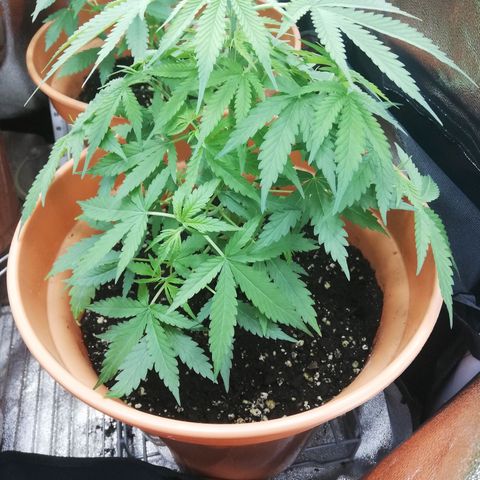 ANQ 1 growlog timeline photo