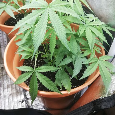 ANQ 1 growlog timeline photo