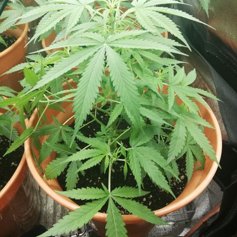 ANQ 1 growlog timeline photo