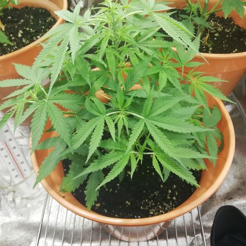 ANQ 1 growlog timeline photo
