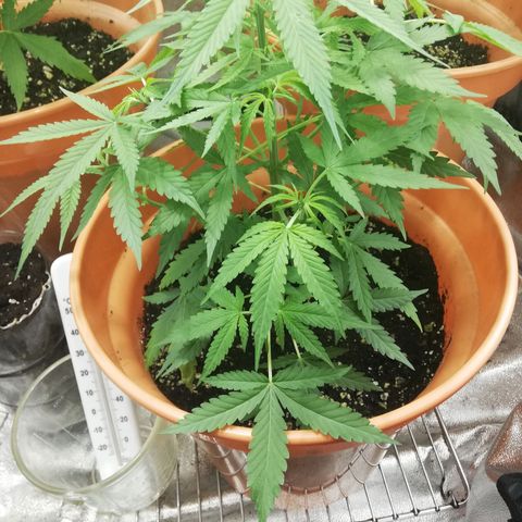 ANQ 1 growlog timeline photo