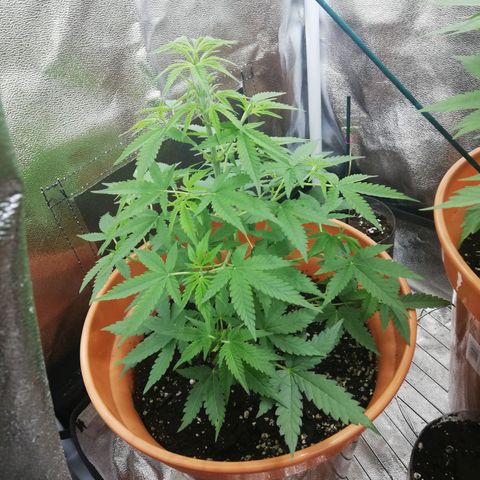 ANQ 1 growlog timeline photo