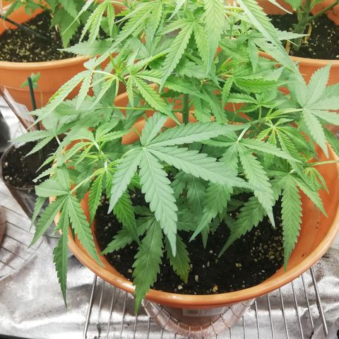 ANQ 1 growlog timeline photo