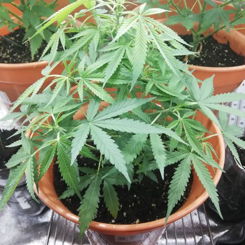 ANQ 1 growlog timeline photo