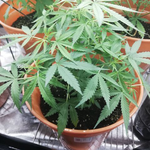 ANQ 1 growlog timeline photo