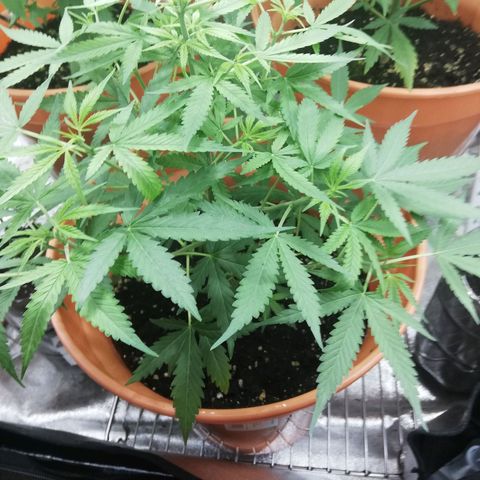 ANQ 1 growlog timeline photo