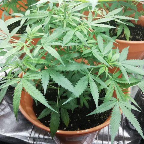 ANQ 1 growlog timeline photo