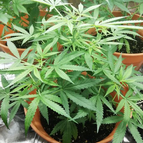 ANQ 1 growlog timeline photo