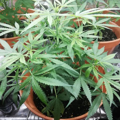 ANQ 1 growlog timeline photo