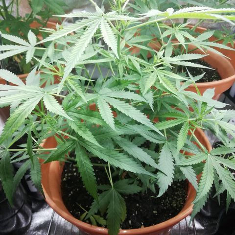 ANQ 1 growlog timeline photo