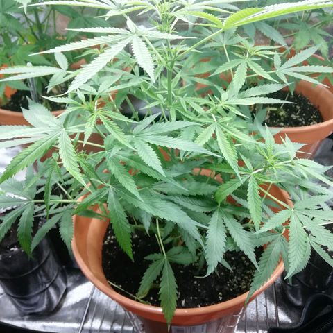 ANQ 1 growlog timeline photo