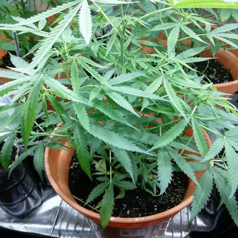 ANQ 1 growlog timeline photo