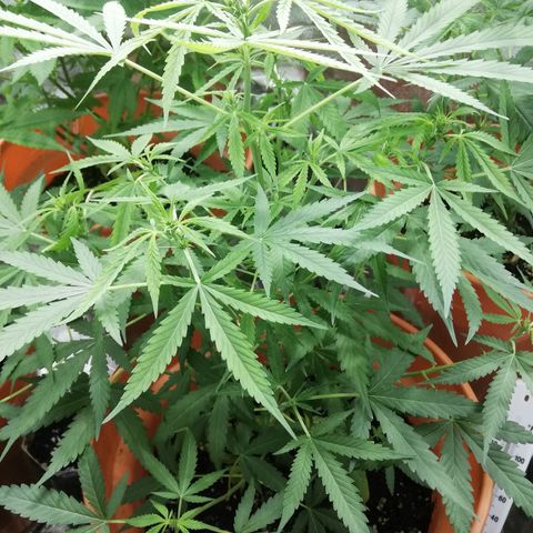 ANQ 1 growlog timeline photo