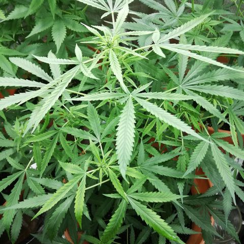 ANQ 1 growlog timeline photo