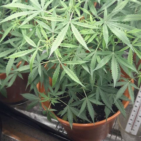 ANQ 1 growlog timeline photo