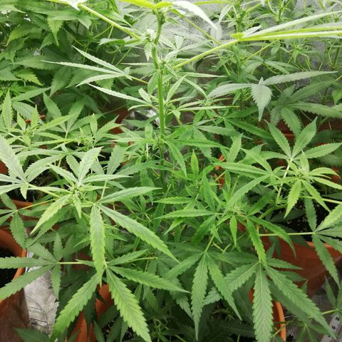 ANQ 1 growlog timeline photo