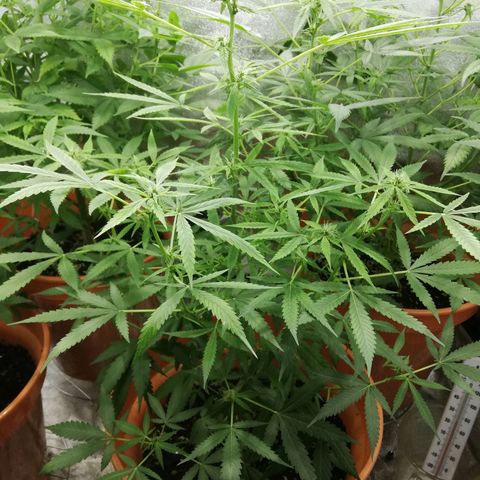ANQ 1 growlog timeline photo
