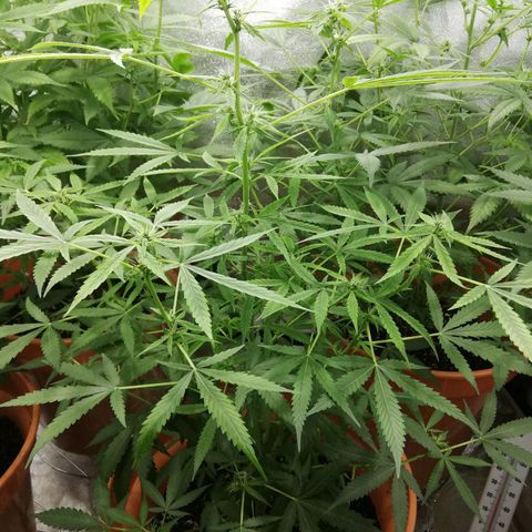 ANQ 1 growlog timeline photo