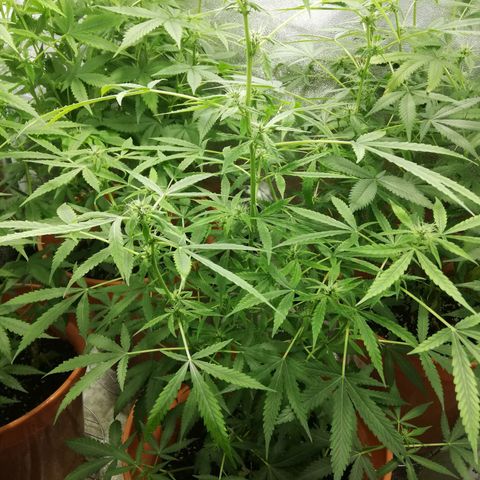 ANQ 1 growlog timeline photo