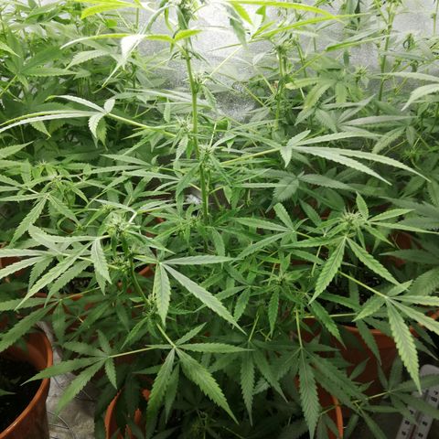 ANQ 1 growlog timeline photo