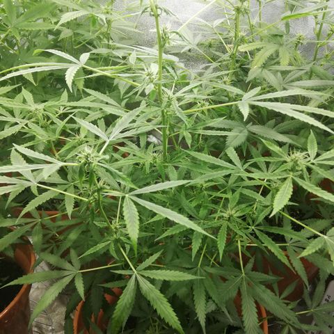ANQ 1 growlog timeline photo