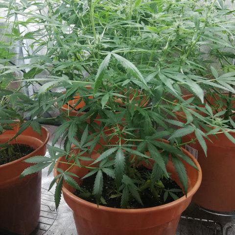 ANQ 1 growlog timeline photo