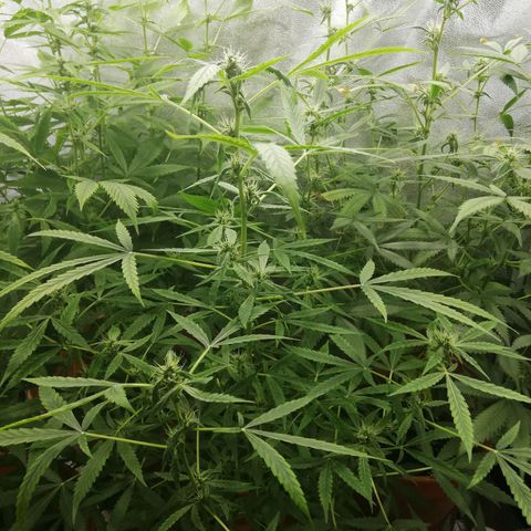 ANQ 1 growlog timeline photo