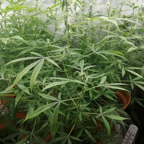 ANQ 1 growlog timeline photo