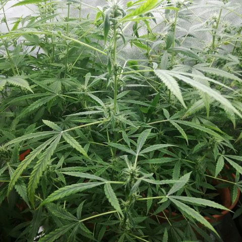ANQ 1 growlog timeline photo