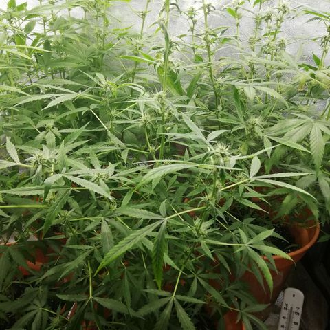 ANQ 1 growlog timeline photo