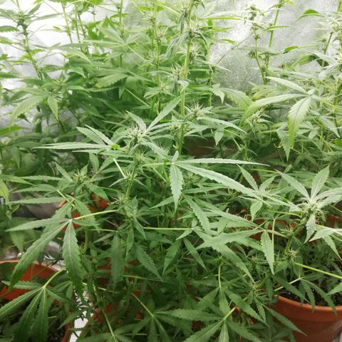 ANQ 1 growlog timeline photo