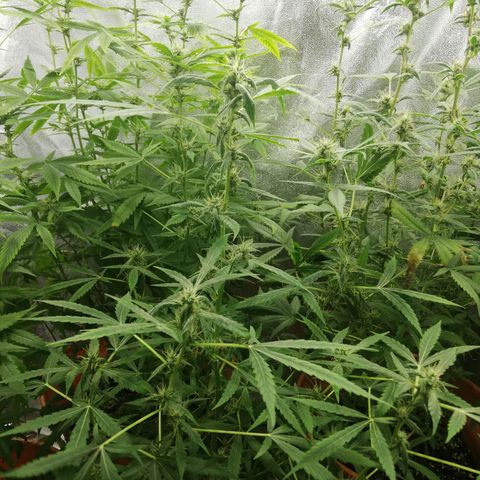 ANQ 1 growlog timeline photo