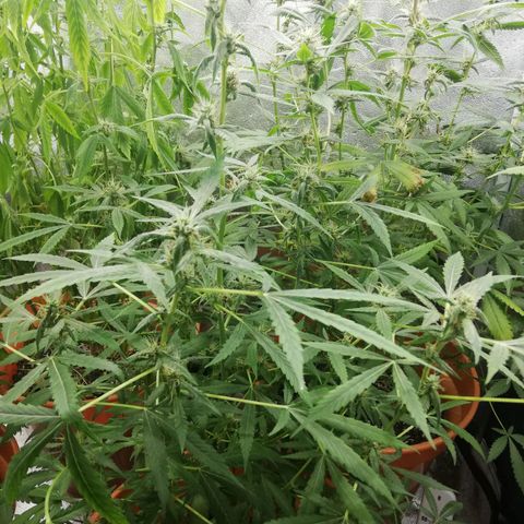 ANQ 1 growlog timeline photo